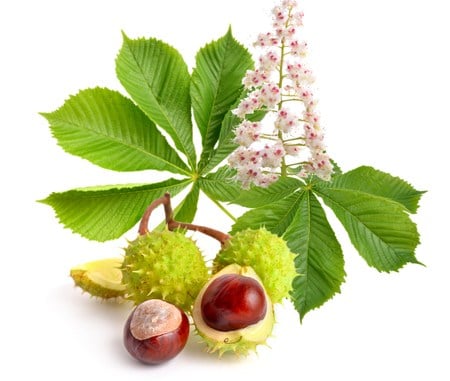 Chuyện kể thành phần: Horse Chestnut - Hạt Dẻ Ngựa: Món quà thiên nhiên từ vùng Tây Á