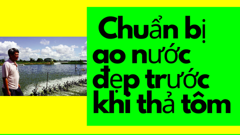 Kỹ thuật gây màu nước trước khi thả tôm