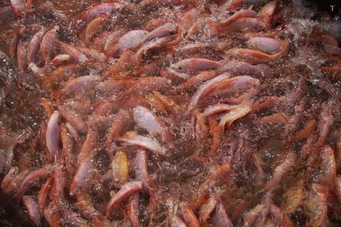 Kỹ thuật nuôi cá diêu hồng sống hiệu quả từ ao nuôi đến thu hoạch