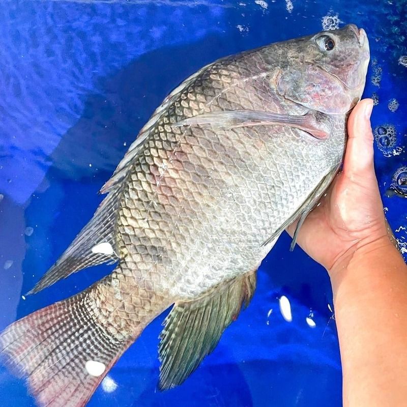 Đặc điểm sinh học của cá rô biển nước mặn và tiềm năng nuôi trồng – Chế ...