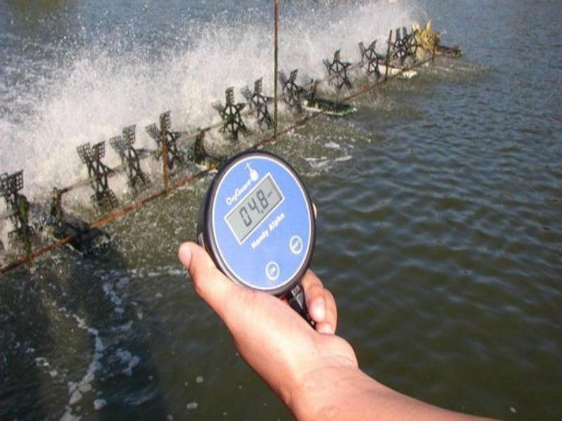 Cách hạ pH trong ao nuôi tôm hiệu quả và an toàn