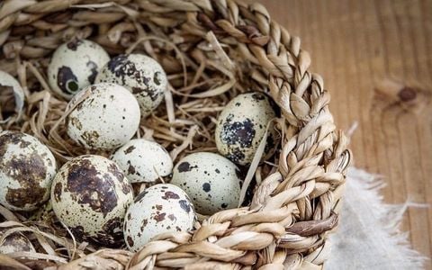 Hiệu quả của chế phẩm sinh học trong mô hình nuôi chim cút