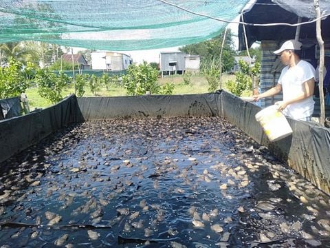 Hướng dẫn cách nuôi ếch trên cạn tiết kiệm cho nông dân