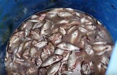 Kỹ thuật ủ đạm cá vi sinh tưới bón cho cây trồng