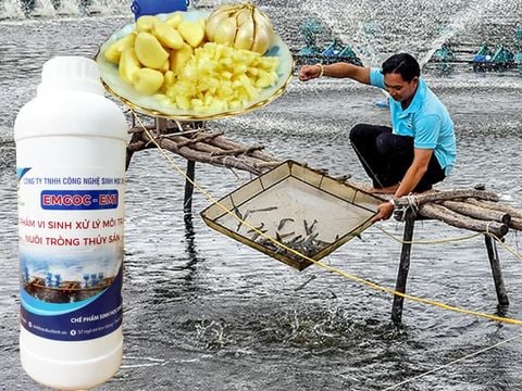 Bệnh trên cá trắm cỏ, các biện pháp thường gặp và biện pháp phòng trị
