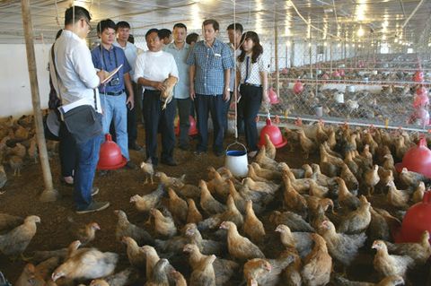 Lưu ý trong chăn nuôi gia súc gia cầm để nâng cao chất lượng