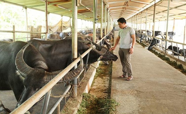 Chế phẩm sinh học trong chăn nuôi – Hướng đi của người nông dân hiện đại