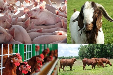 Bật mí các chế phẩm sinh học cần thiết trong chăn nuôi