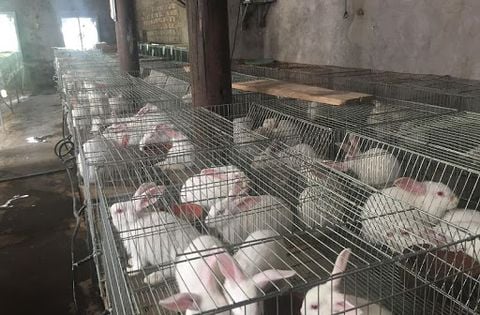 Kỹ thuật chăn nuôi thỏ công nghiệp hiệu quả
