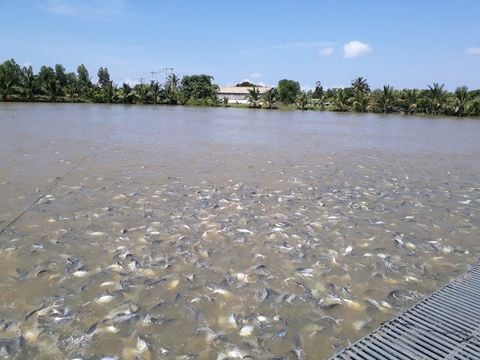 Tác dụng của chế phẩm EM gốc đối với môi trường ao nuôi