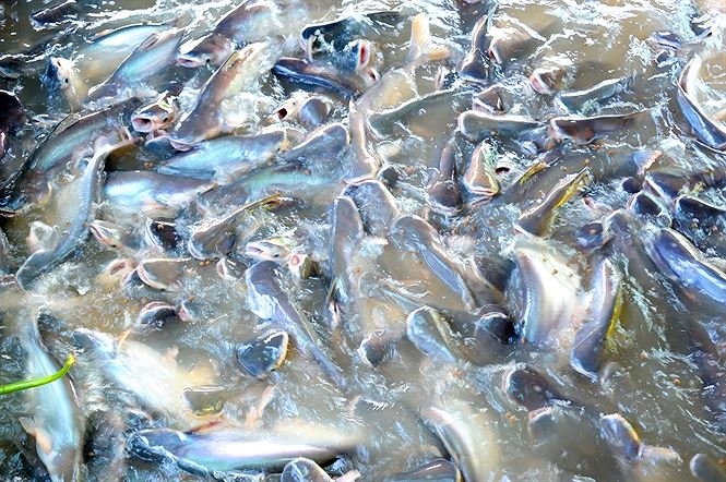 Sử dụng chế phẩm EM gốc nuôi cá tra giống giúp tăng năng suất