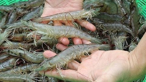 Cách sử dụng chế phẩm EM gốc tăng sức đề kháng cho tôm