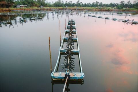 Hướng dẫn sử dụng chế phẩm EM xử lý nước ao hiệu quả
