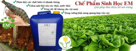 Thông tin hữu ích về men vi sinh EM gốc dạng dung dịch