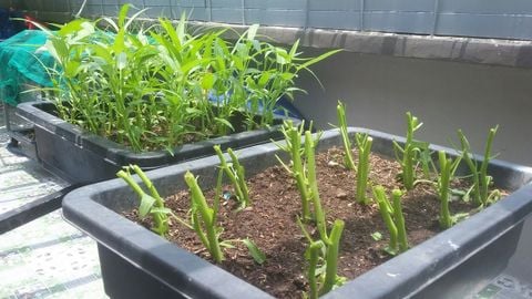 Bật mí top các loại rau dễ trồng và nhanh thu hoạch tại nhà