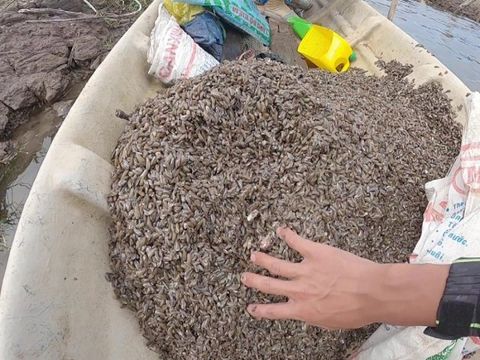 Cua ăn gì - Chế độ dinh dưỡng toàn diện cho các loại cua nuôi