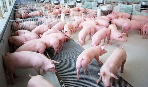 Hướng dẫn sử dụng chế phẩm EM cho chăn nuôi đơn giản, dễ hiểu