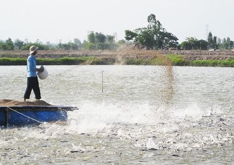 Vi sinh EM gốc hỗ trợ phân hủy chất thải hữu cơ trong nuôi trồng thủy sản