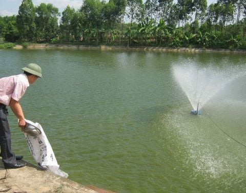 Kinh nghiệm sử dụng vi sinh dạng bột trong nuôi tôm