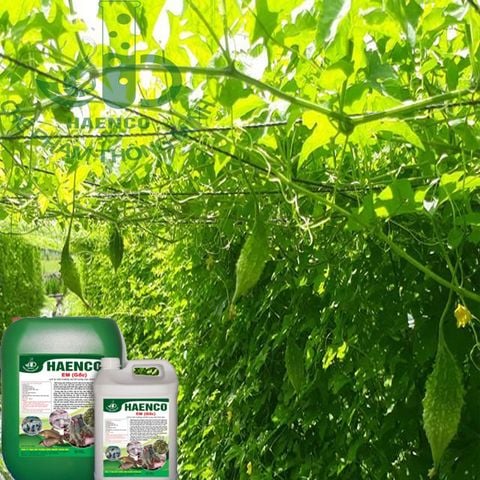 Kỹ thuật sử dụng Chế phẩm sinh học cho cây Mướp đắng (Khổ Qua)