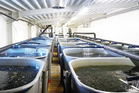 Vi sinh EM và vai trò trong hệ thống nuôi tuần hoàn thủy sản