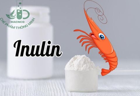 Inulin là gì? Ứng dụng của Inulin trong nuôi trồng thủy sản