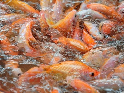 Kỹ thuật nuôi cá diêu hồng hiệu quả cao từ A-Z cho người mới bắt đầu
