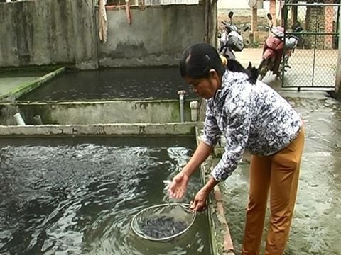 Kỹ thuật nuôi cá quả miền Bắc: Quy trình và phương pháp cho người mới