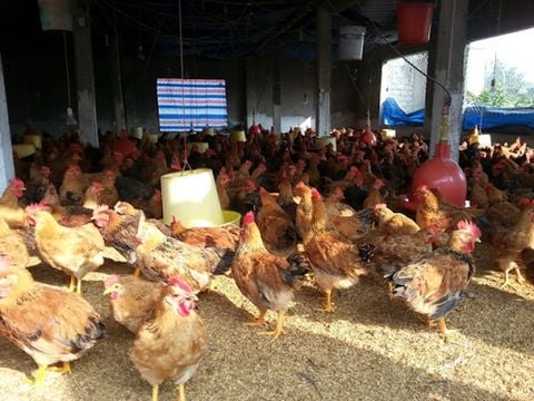 Có nên sử dụng chế phẩm sinh học để cải thiện hệ tiêu hóa cho gà?