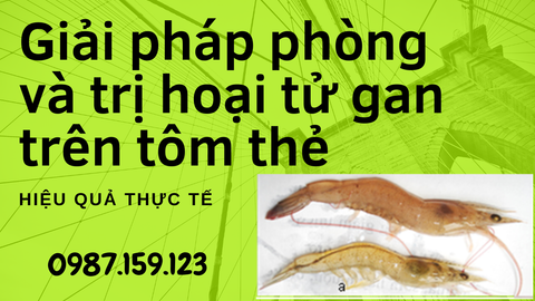 Giải pháp phòng và trị bệnh hoại tử trên tôm