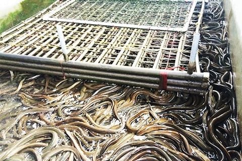 Kỹ thuật sử dụng chế phẩm EM cho ao nuôi lươn bể xi măng