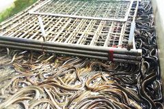 Kỹ thuật sử dụng chế phẩm EM cho ao nuôi lươn bể xi măng