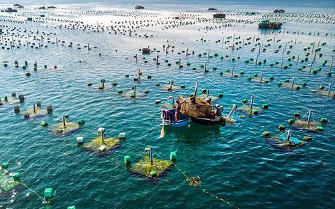 Kỹ thuật nuôi trồng thuỷ sản đạt được doanh thu cao
