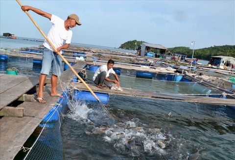 Những lợi ích khi nuôi tôm bằng chế phẩm sinh học
