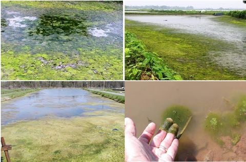Quản lý chất lượng nước các hồ câu cá tại Hà Nội