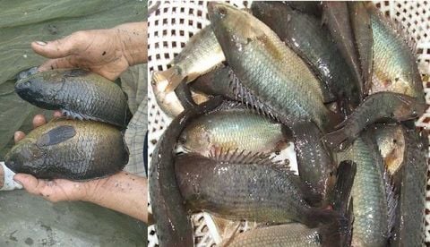 Kỹ thuật sinh sản nhân tạo cá rô đồng bạn cần biết