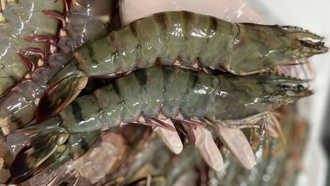 Tôm sú nuôi: Kỹ thuật, môi trường và tiềm năng phát triển bền vững