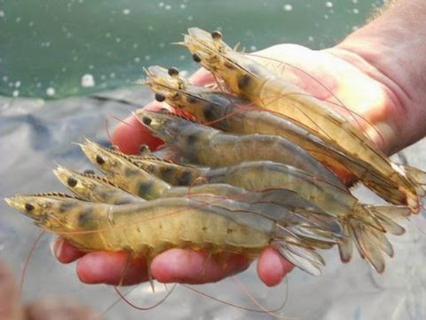 Tôm thẻ chân trắng là gì? Đặc điểm, lợi ích & giải pháp nuôi hiệu quả