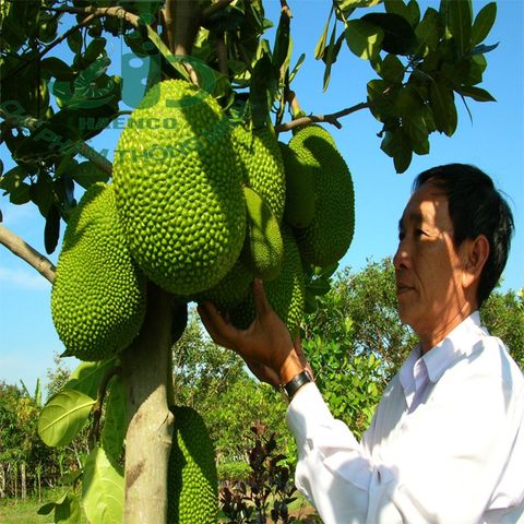 Một số kỹ thuật quan trọng để chăm sóc Mít thái ra hoa đậu quả nhiều