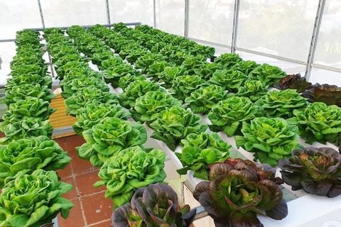 Tác dụng của chế phẩm EM trong trồng rau hữu cơ
