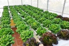 Tác dụng của chế phẩm EM trong trồng rau hữu cơ