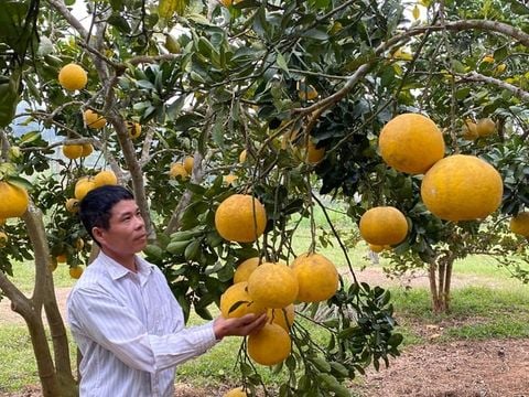 Bật mí cách trồng và chăm sóc bưởi diễn hiệu quả nhất, bảo vệ môi trường