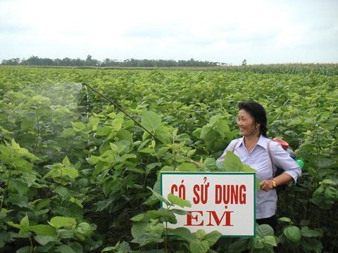 Hướng dẫn sử dụng chế phẩm EM cho trồng trọt đem lại hiệu quả kinh tế cao