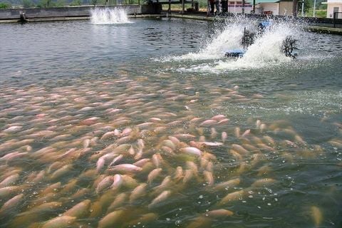 Phân tích hiệu quả vi sinh EM trong xử lý nước nuôi thủy sản