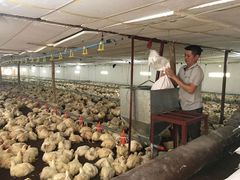 Chế phẩm vi sinh EM xử lý mùi hôi chuồng trại