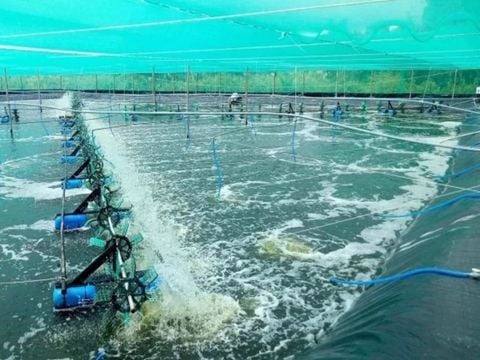 Cách xử lý nước nuôi tôm thẻ chân trắng hiệu quả cho nông dân