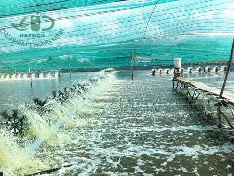 Phương pháp giúp giảm nhẹ thiệt hại về nuôi trồng thủy sản trong mùa mưa bão.