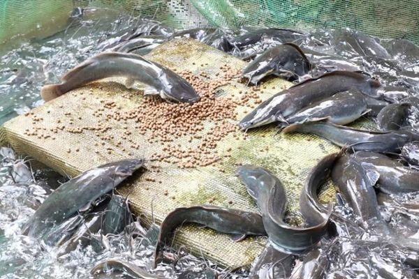 cải thiện tiêu hóa trong nuôi cá trê