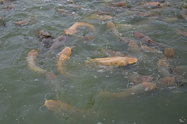 cải thiện tiêu hóa trong nuôi cá trê