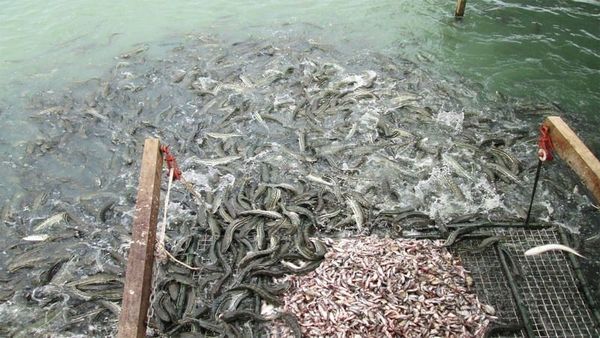 chế phẩm EM trong nuôi cá lóc thương phẩm